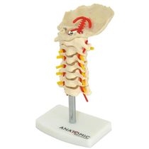 Coluna Vertebral Cervical Em Tamanho Natural