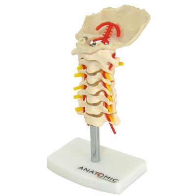 Coluna Vertebral Cervical Em Tamanho Natural