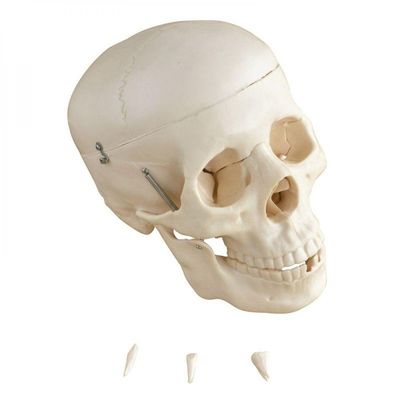 Crânio Humano Tamanho Natural 5 Partes